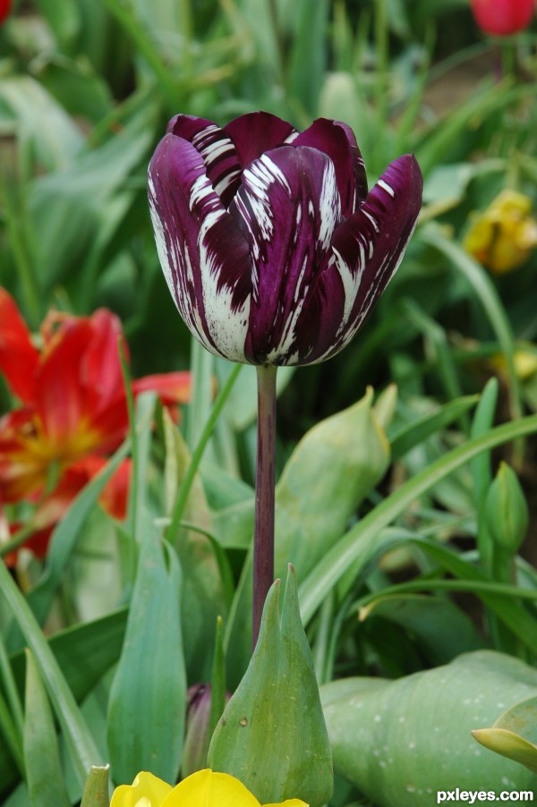 Tulip 